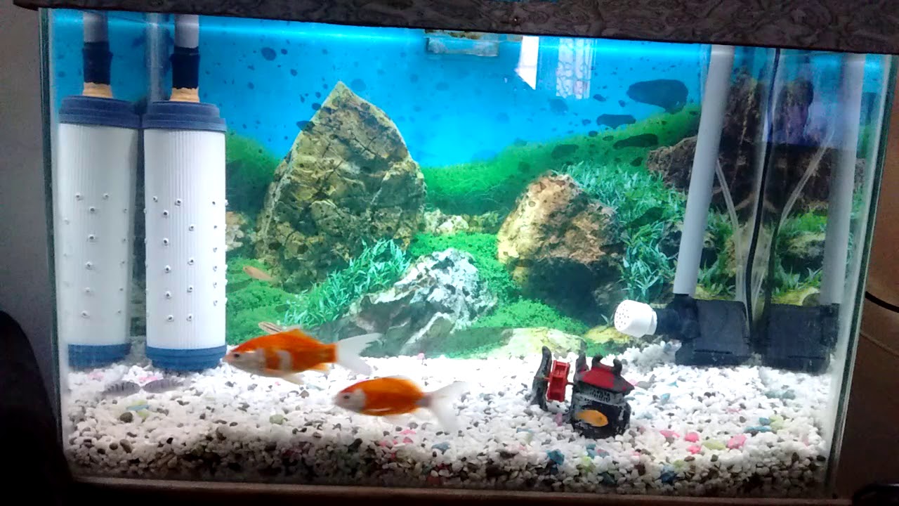 Fish aquarium YouTube