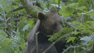 Wolves and Bears Are Being Returned to a Rare Patch of Ancient Woodland in  Britain, Smart News