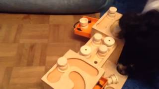 Rocco & Ruben playing the '2 Towers' - My Intelligent Dogs® by My Intelligent Dogs® 100 views 7 years ago 4 minutes, 19 seconds