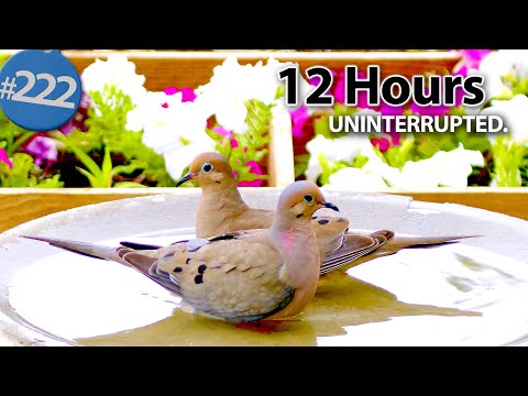 12 Hour TV