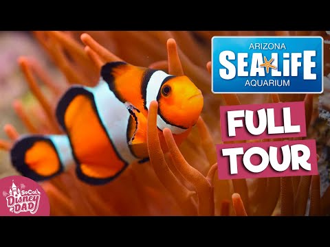 فيديو: Sea Life Arizona Aquarium في Tempe AZ