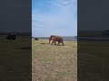 Minneriya National Park #elephant #visitsrilanka