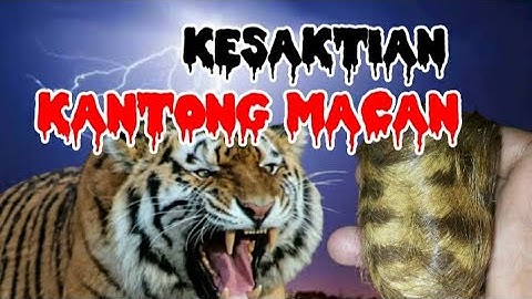 Khasiat Dan Kesaktian Kantong Macan,Yang Melegenda Di Tanah Jawa