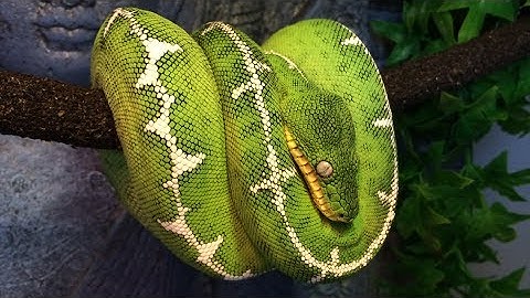 Amazon Basin Emerald Tree Boa Close-Up