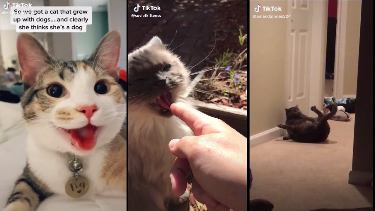 FUNNY CATS TIK TOK COMPILATION TRY NOT TO LAUGH viral videos TIK TOK