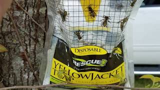 Yellow jacket queens trapped and killed in spring