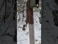 Background squirrel tinkle photo bomb