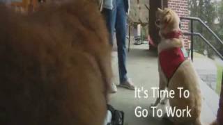 Therapy Dogs Help Wounded Warriors At West Point