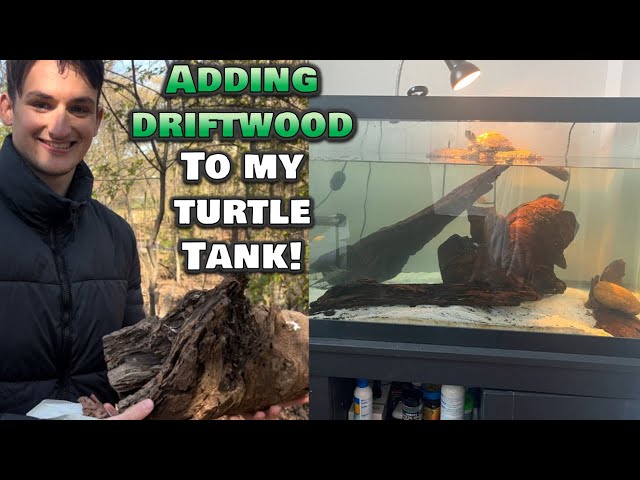 aquarium driftwood turtle safe setup