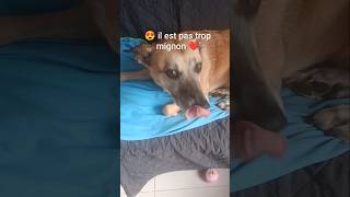un choix difficile 😍 #chien #malinoismonday #nino #malinois #doglife #trend #animals #love #animaux