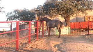 Caballo joven semental y potras jóvenes yeguas