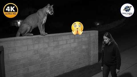 TOP 100 MOST BRUTAL WILD ANIMAL ATTACKS CAUGHT ON CAMERA 2025