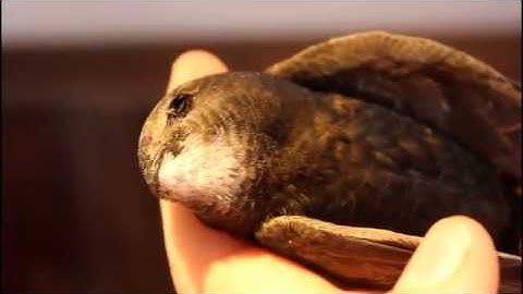 The Amazing Common Swift