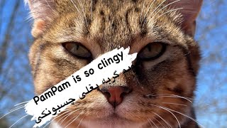 This is how clingy my cat can get total huggy huggy mode  تو مازنی به این چسبونکی‌ها میگیم گی‌مستک