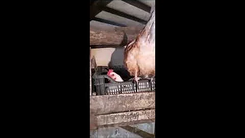 Почему курочка кудахчет, когда снесёт яичко?