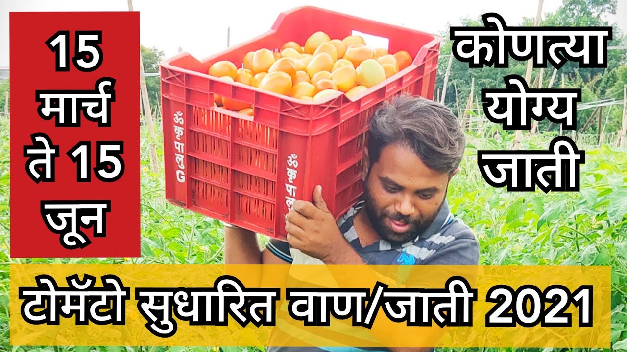 15 मार्च ते 15 जून टोमॅटो मधील सुधारित जाती #टोमॅटो #new varitety ,#टोमॅटो शेती , #Tomato