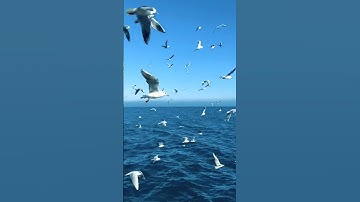 Alpine swift bird #shorts #ytshorts #birds #shortvideo #short