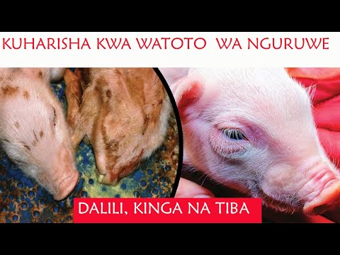 KUHARISHA KWA WATOTO WA NGURUWE: Sababu, Dalili, Kinga na Tiba