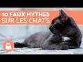 10 mythes sur les chats quil faut arrter de croire 