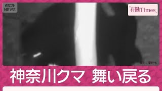神奈川・秦野のクマ山奥から帰還 捕獲→放獣も…設置カメラが姿捉える(2026年10月25日)