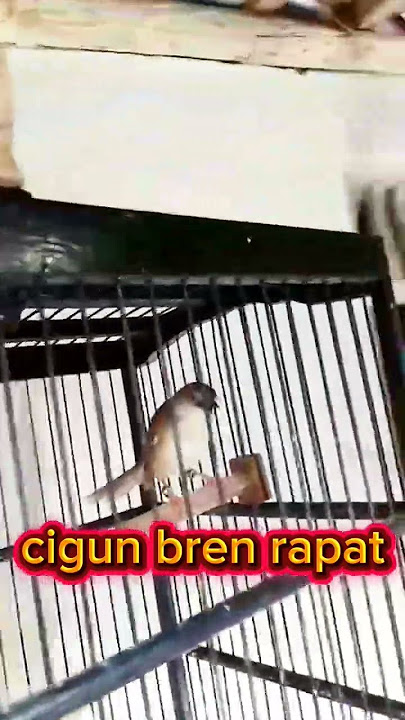 cigun full bren rapat #cigun #cigunngebren #kicaumania