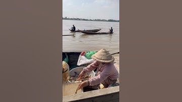 Tôm càng xanh cá sát khủng vỡ trận khi mùa nước lũ rút dần trên dòng sông Hậu Mekong #mientay #food