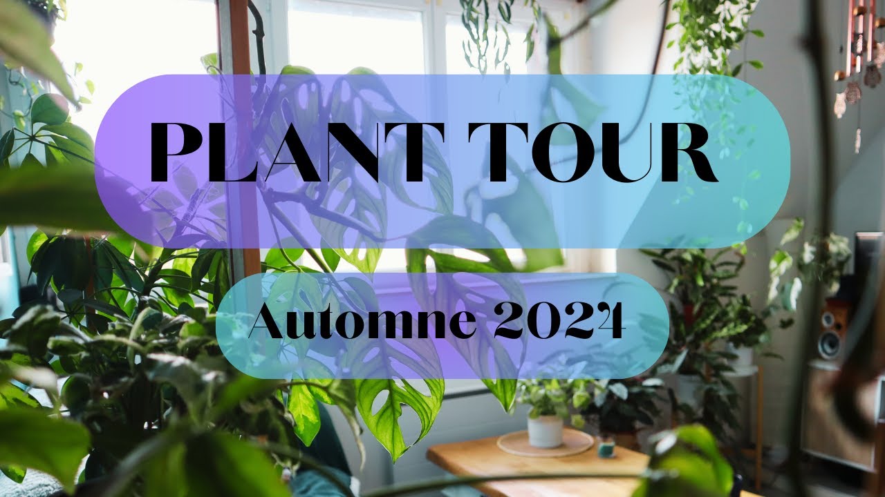 PLANT TOUR automne 2024 🌿 78 plantes d'intérieur dans mon appartement de 40m2