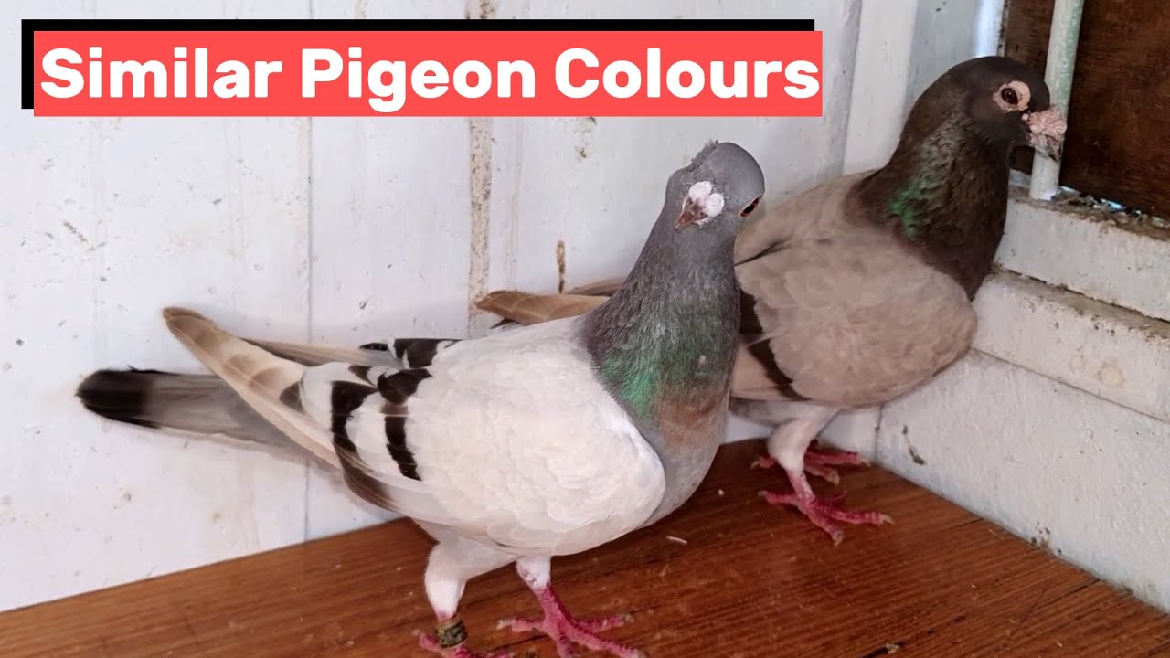 Голуби с похожими окрасами