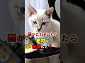 知らないと後悔！無視した方がいい猫の行動7選 #ねこたんの解説 #猫雑学 #猫