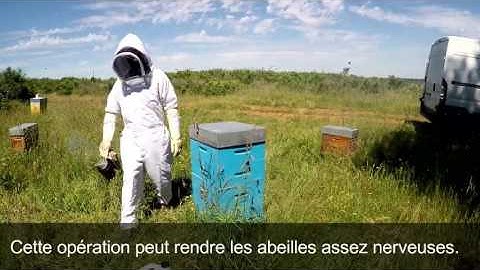 Varroa EasyCheck - tutoriel vidéo 2016