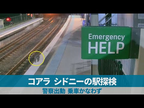 コアラ、シドニーの駅探検 警察出動、乗車かなわず