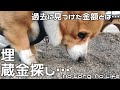 ゴロゴロスリスリと同じぐらいにホリホリも大好きなんです。  ノコノラ日記 ＃41