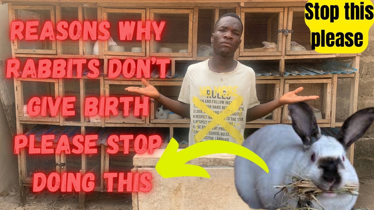 Reasons why some rabbits don’t give birth || rabbit farming