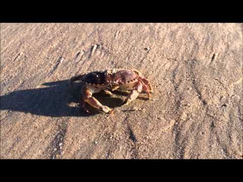 Video: Waarom Lopen Krabben Zijwaarts?