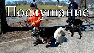 Послушание "НАШЕ ВСЁ"+ рассказ владельца скотч терьера Послушание "НАШЕ ВСЁ"+ рассказ владельца скотч терьера