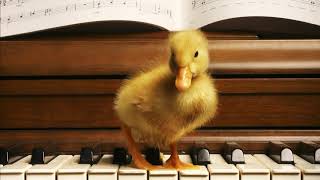 Funny Ringtone Song | Free Ringtone Downloads screenshot 5