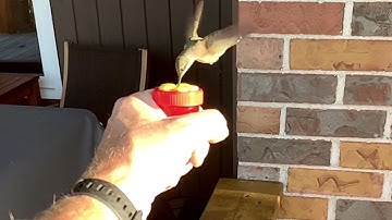 Feeding Hummingbird By Hand || Best Viral Videos