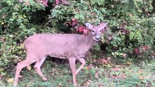 Deer snacking on some leaves by Philately, Nature and Tech 37 views 6 months ago 45 seconds