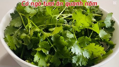 4 CÁCH BẢO QUẢN RAU NGÒ TƯƠI LÂU. CÓ RAU NGÒ ĂN QUANH NĂM 