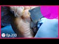 Ep.233 - Oddly Satisfying Big Blade on Woman&#39;s Foot