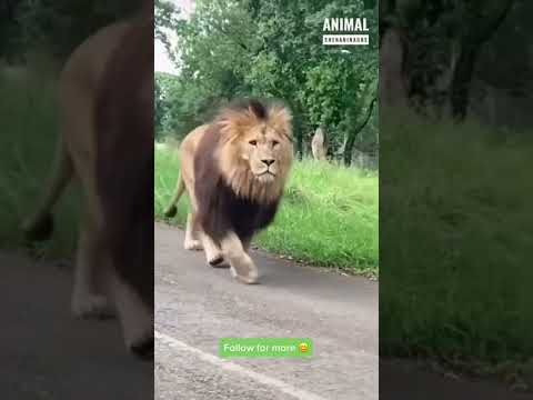 Shorts هيبة اسد