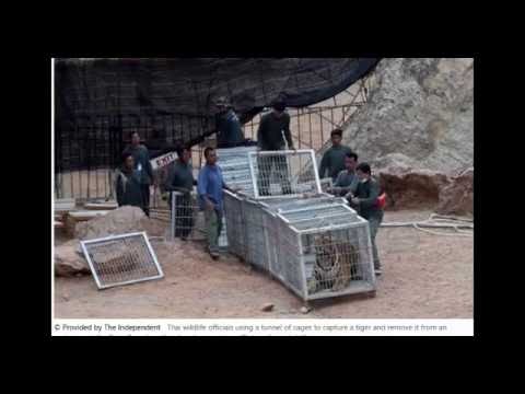 Tiger Slaughter house in Thailand