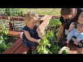 Life of the Mini Farmer: Episode 15, Harvesting Red Beets...