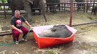 Baby Elephant Bathing 'Double trouble'
