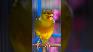 Download Lagu #chant canari magnifique#muhteşem kanarya şarkısı #lagu kenari yang luar biasa#великолепная канар #s MP3 Download Lagu #chant canari magnifique#muhteşem kanarya şarkısı #lagu kenari yang luar biasa#великолепная канар #s MP3