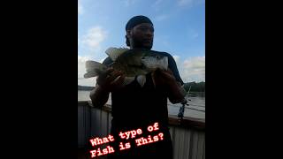 Do You Know What Fish This Is?