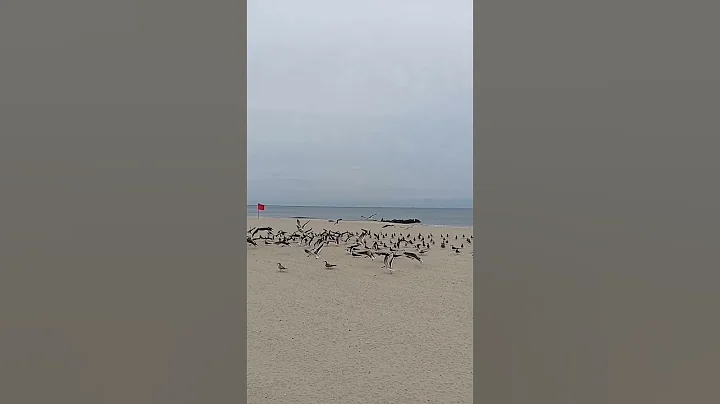September 30, 2022: Coney Island Beach/ sea birds,Brooklyn