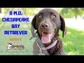 6 M.O. CHESAPEAKE RETRIEVER 2 WK BOARD & TRAIN WITH MEGHAN 6 M.O. CHESAPEAKE RETRIEVER 2 WK BOARD & TRAIN WITH MEGHAN