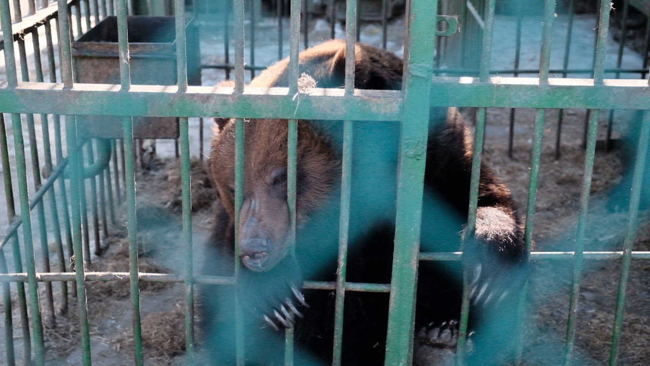 Зоопарк Благовещенск. Амурский зоопарк Благовещенск. Зоопарк Благовещенск Амурская область. Медведь Амурская область.