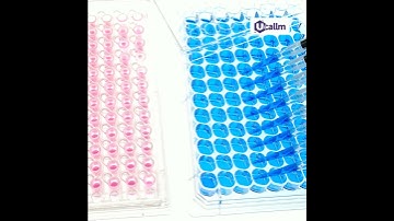 Step-by-Step Cell Invasion Assay Using Transwell